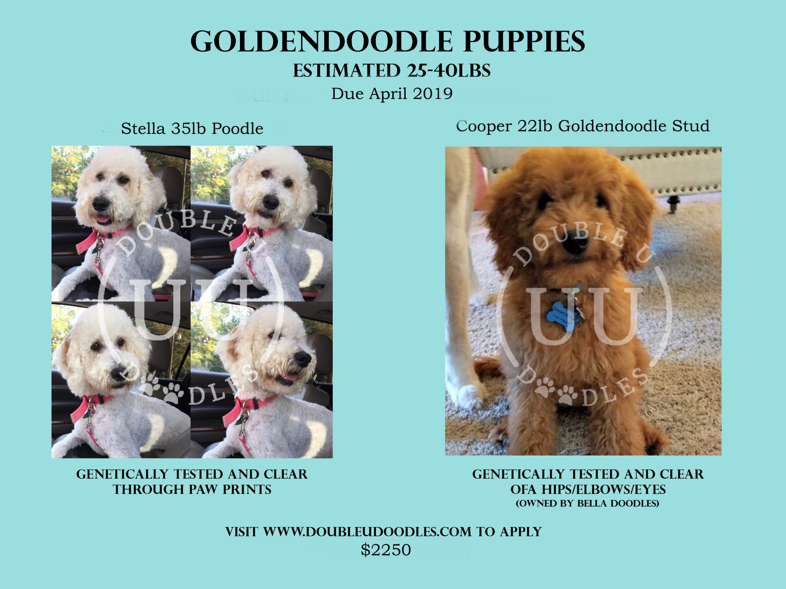 GoldenDoodle Puppies