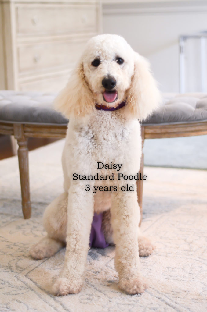 Daisy, a 3 year old Standard Poodle