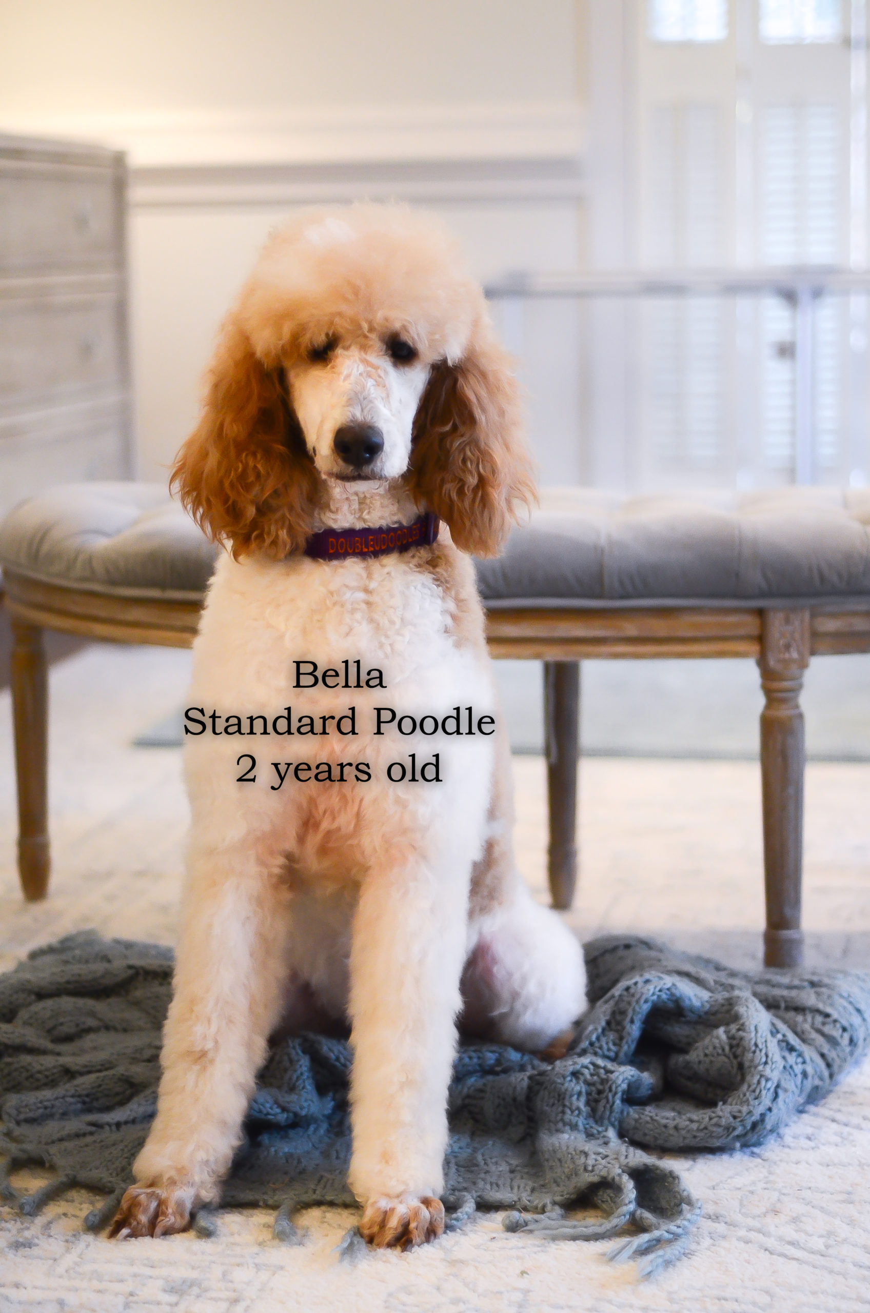 Bella, a 2 year old Standard Poodle