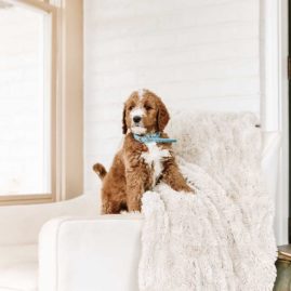 Goldendoodle puppy standing on white chair