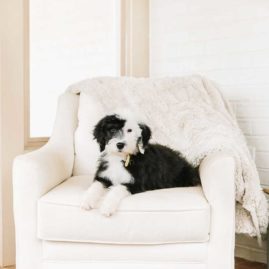 Bernedoodle sitting in a chair