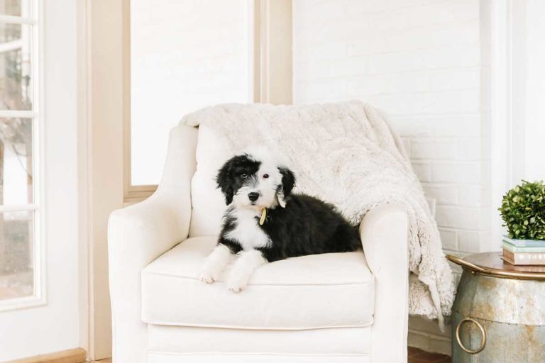 Bernedoodle sitting in a chair