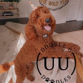 Adopted Goldendoodle celebrating first birthday