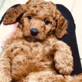 Goldendoodle puppy being held in lap