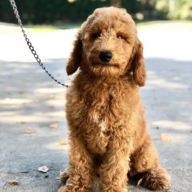 Goldendoodle puppy sitting outside on a leash
