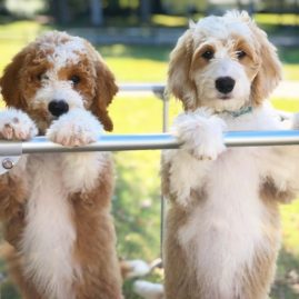 Two Goldendoodle puppies standing outside