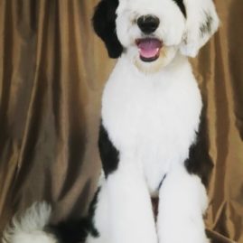 Sheepadoodle sitting in front of curtain