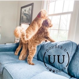 Two adopted Goldendoodles standing on a couch looking outside