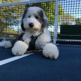 Dog laying by tennis net