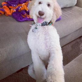 Adopted Goldendoodle sitting in the living room