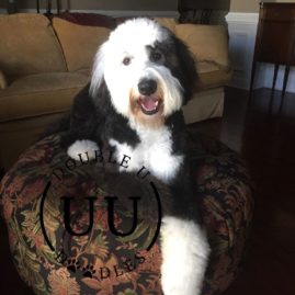 Sheepadoodle sitting in a chair