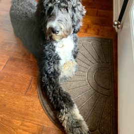 Bernedoodle dog laying down