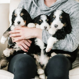 Becca holding three Bernedoodle puppies
