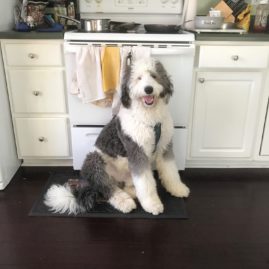 Dog sitting in kitchen