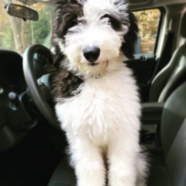 Sheepadoodle sitting in a car