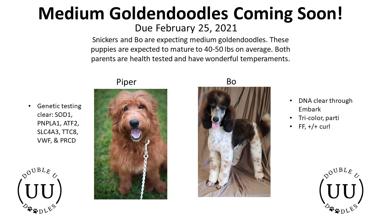 medium goldendoodle Announcement Template