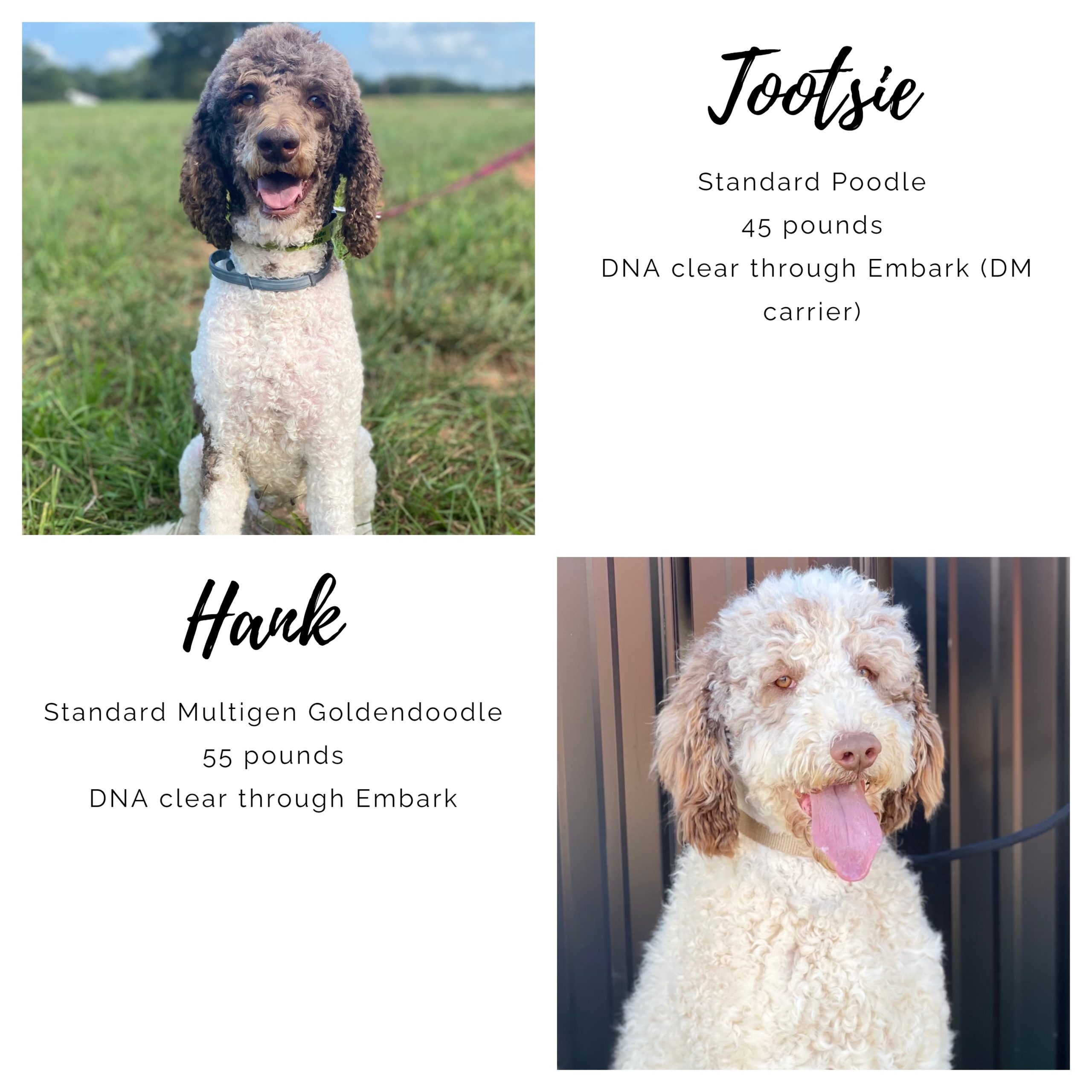 Puppies, Standard Poodle (Tootsie), Standard Multigen Goldendoodle (Hank), ready to adopt