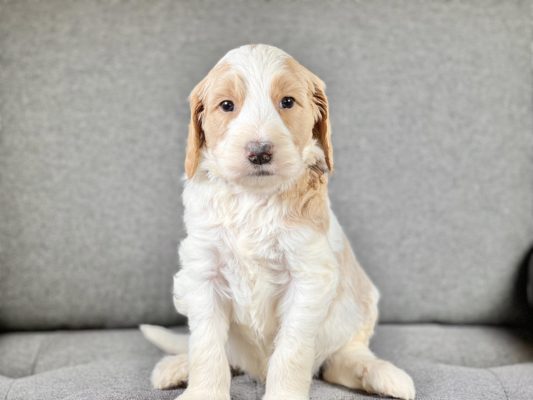 Puppy, Mini Goldendoodle, ready to adopt, sitting