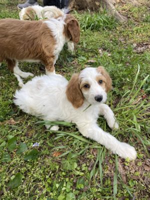 Puppy, Mini Multigen Goldendoodle, sitting in the grass