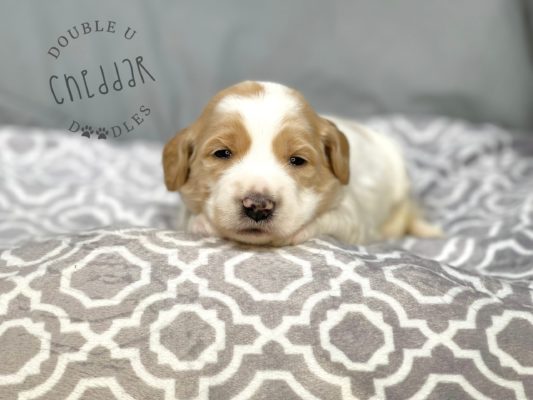 Puppy, Mini Goldendoodle, ready to adopt, laying down