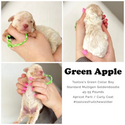 Puppy, Standard Multigen Goldendoodle, ready to adopt, being held