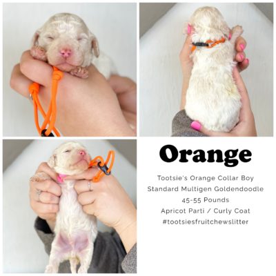 Puppy, Standard Multigen Goldendoodle, ready to adopt, being held