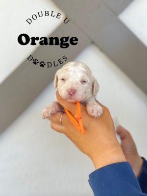 Puppy, Standard Goldendoodle, ready to adopt, being held