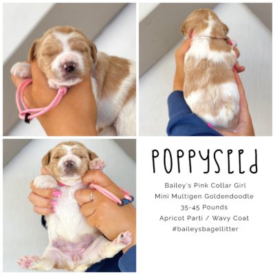 Puppy, Mini Multigen Goldendoodle, waiting to be adopted, being held