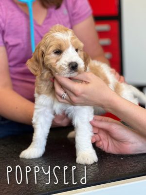 Puppy, Mini Multigen Goldendoodle, ready to adopt, being held