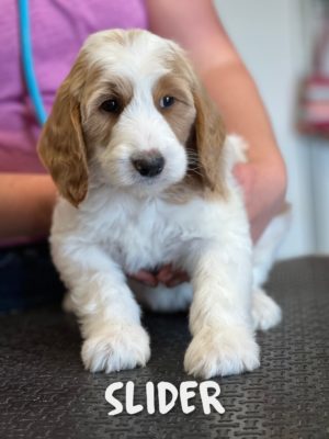 Puppy, Mini Multigen Goldendoodle, ready to adopt, being held