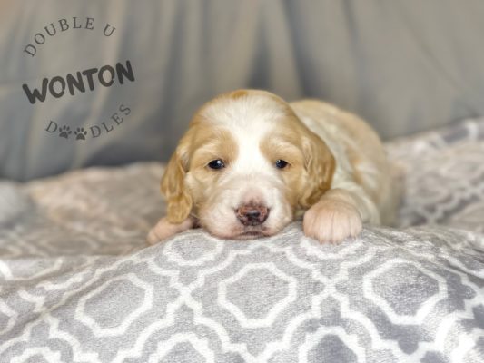 Puppy, Mini Goldendoodle, ready to adopt, laying down