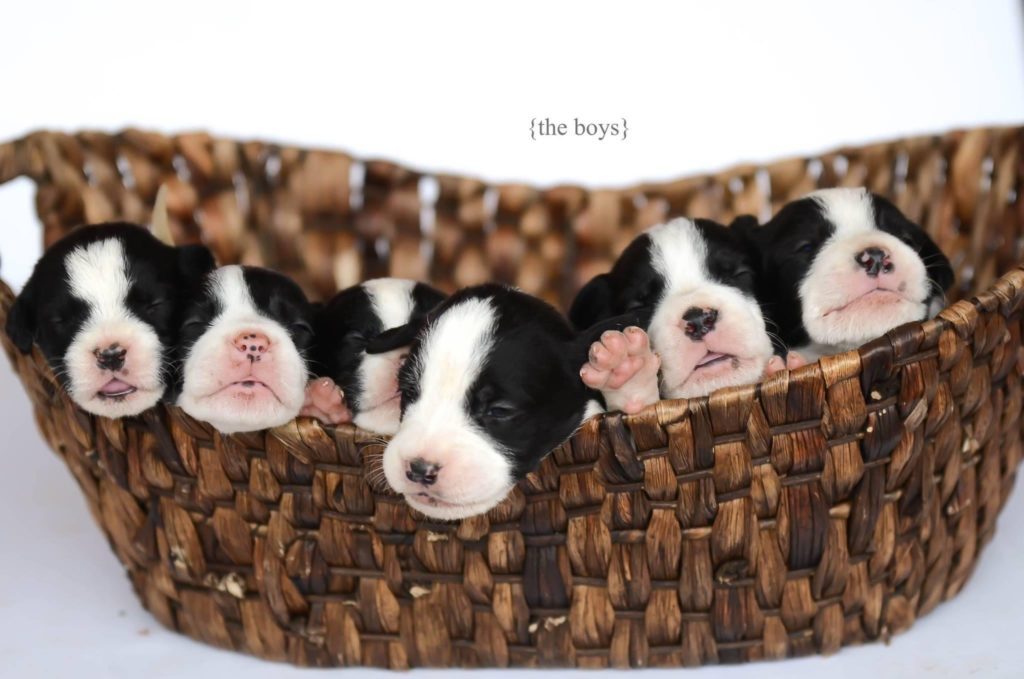 Belle Belle puppies in a basket