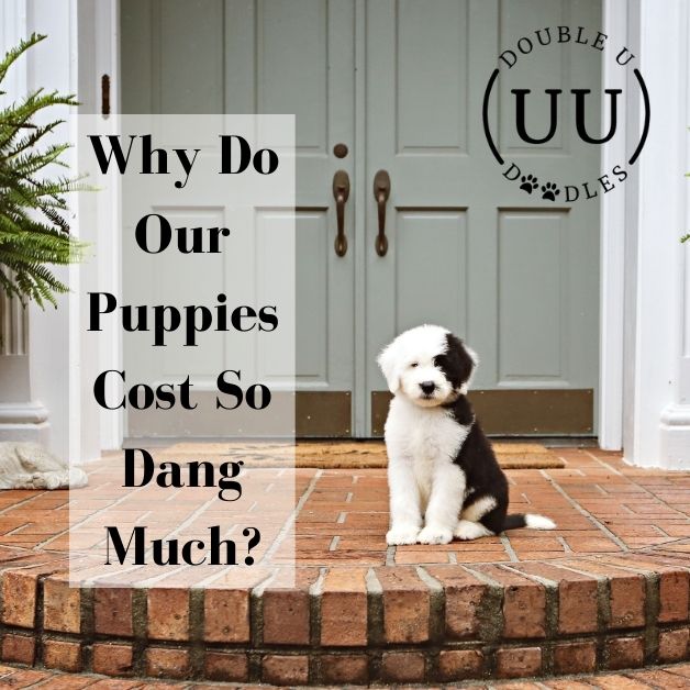 Why do our puppies cost so dang much?