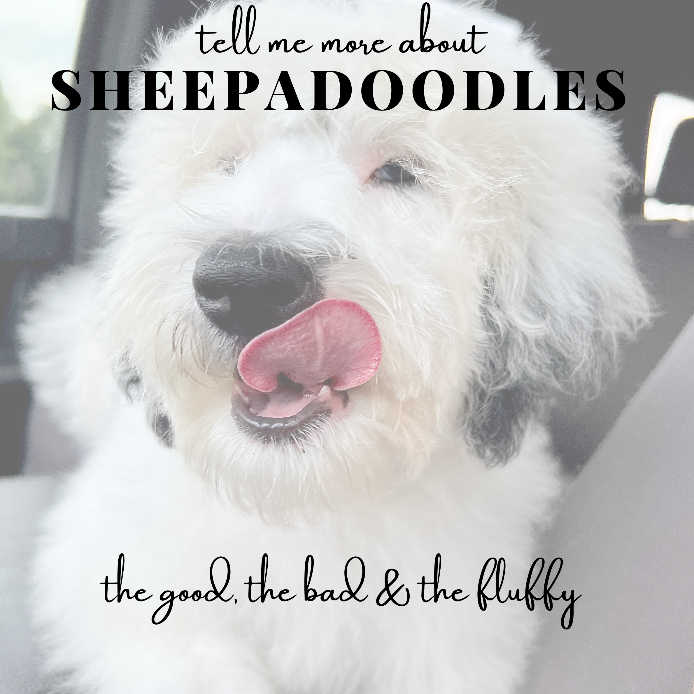 Sheepadoodle- Good, Bad, Fluffy