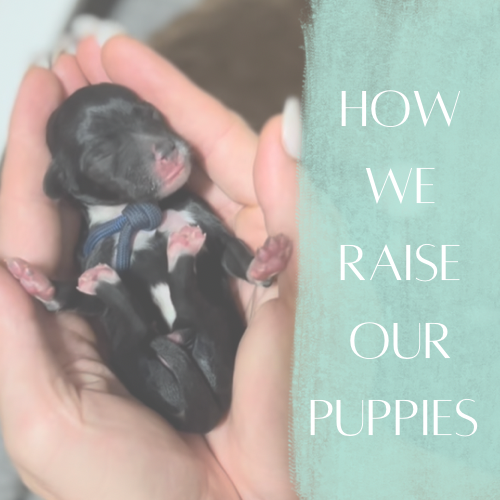 How we raise our puppies
