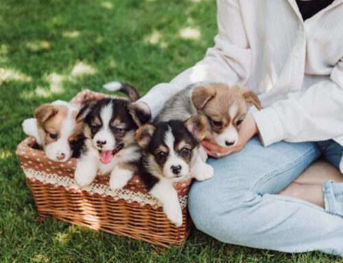 How Do You Raise Your Puppies?
