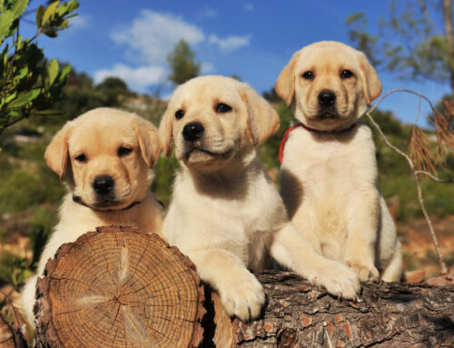 Why Do Our Puppies Cost So Dang Much!?
