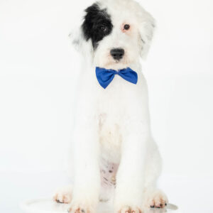 Sheepadoodle For Sale in North Carolina Sheepadoodle For Sale in North Carolina