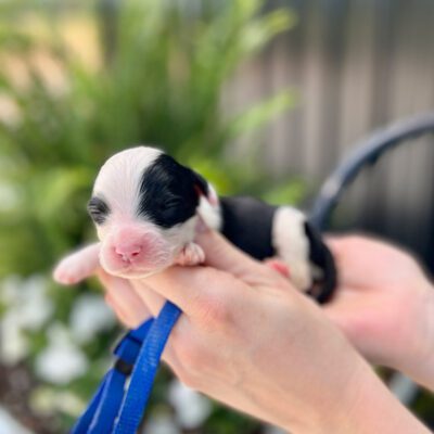 One of the Sheepadoodles available at Double U Doodles