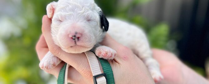 Sheepadoodle pyppy with 2 different color collars
