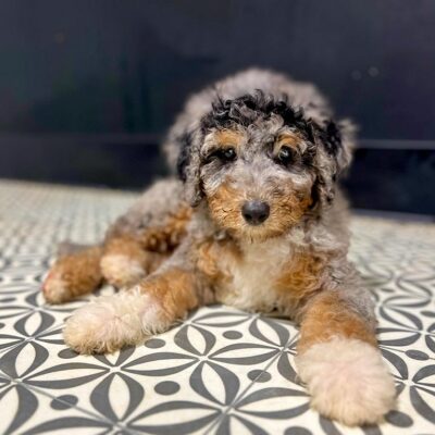 One of the Bernedoodles at Double U Doodles