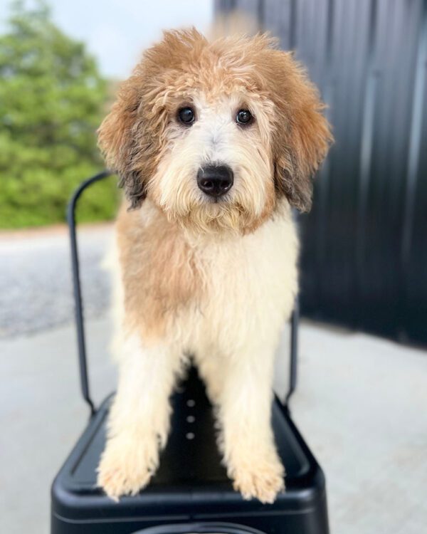 Fluffy Bernedoodle standing on a black chair