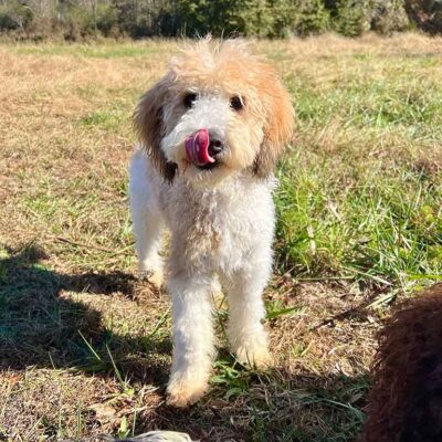 Bernedoodle standing outside with his tongue out