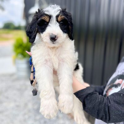 Black and white Bernedoodle puppy