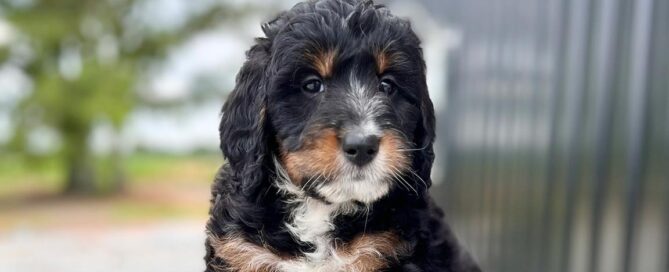 Bernedoodle puppy at Double U Doodles
