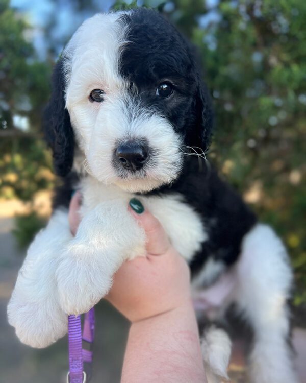 Black and white mini Sheepadoodle dog