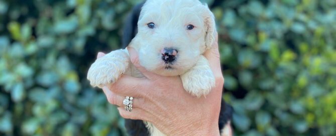 mini Sheepadoodle in front of a bush