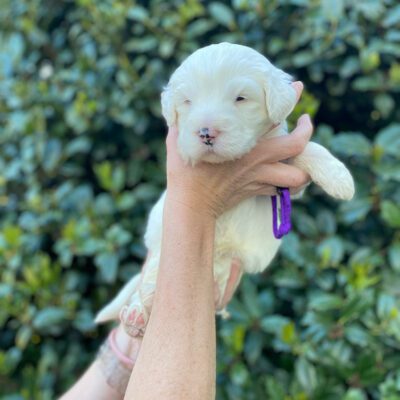 Mini Sheepadoodle being held in the air next to a green bush