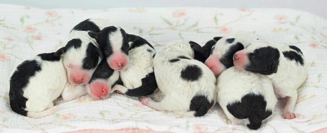 Mini Sheepadoodles sleeping together