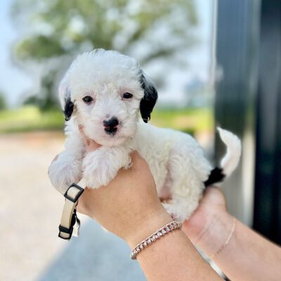 Breeder showing the different mini Sheepadoodle sizes with a Black and white mini Sheepadoodle